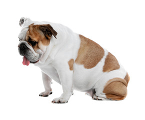 Obraz premium Adorable funny English bulldog on white background