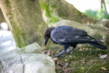 Crow in the park