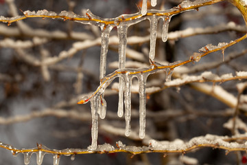 Frozen forest. Crataegus, commonly called hawthorn, quickthorn, thornapple, May-tree,  whitethorn, or hawberry. Winter icing of plants. Light swirly bokeh.