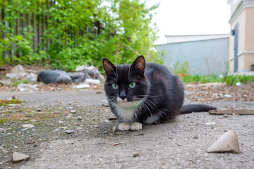 black-and-white cat sitting on the road in collar got