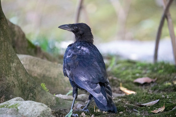 Crow in the park