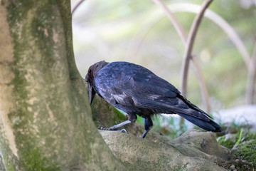 Crow in the park