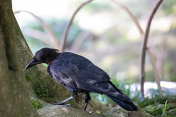 Crow in the park