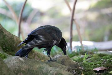 Crow in the park