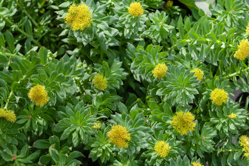 Medicinal plant Golden root. Blooming rich bushes of Rhodiola rosea, close-up. Blooming Rhodiola rosea.