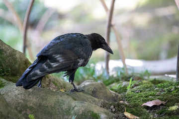 Crow in the park