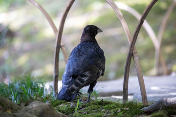 Crow in the park
