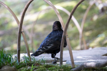 Crow in the park