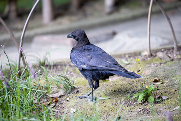 Crow in the park