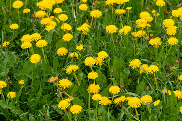 Obraz premium Bright yellow field of blooming dandelions on a spring day. Yellow flowering dandelions.