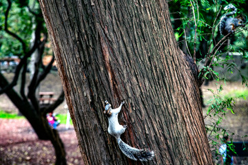  Squirrel in Mexico. An outgoing miracle that is not afraid to eat from hand