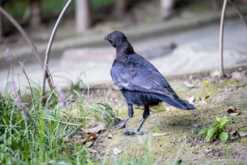 Crow in the park
