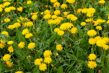 Bright yellow field of blooming dandelions on a spring day. Yellow flowering dandelions.