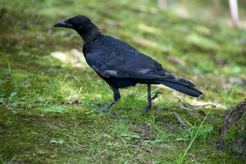 Crow in the park