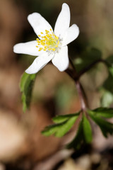 anemone sylvie