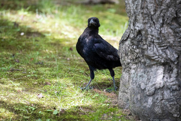 Crow in the park