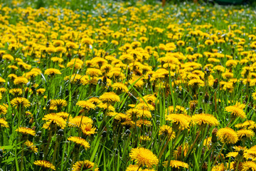 Obraz premium Bright yellow field of blooming dandelions on a spring day. Yellow flowering dandelions.