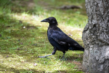 Crow in the park