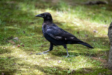 Crow in the park