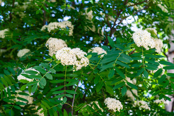 White flowers of mountain ash. Blooming sorbus close-up. Sorbus aucuparia, Sorbus americana, Rowan.