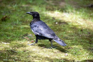 Crow in the park