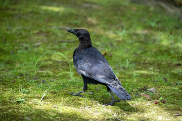 Crow in the park