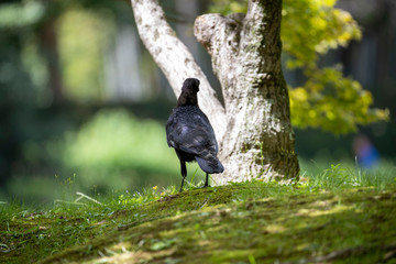 Crow in the park