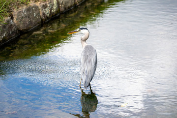 Egrets in the park