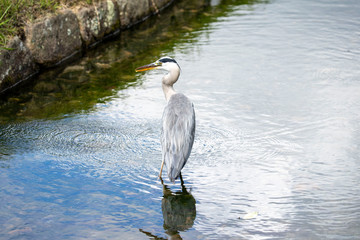 Egrets in the park