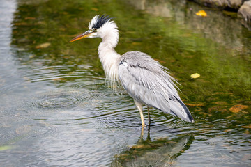 Egrets in the park