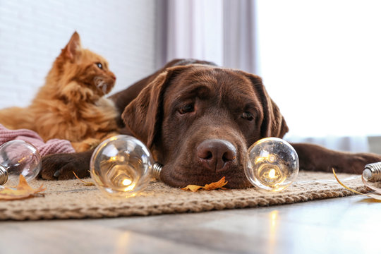 Cute cat and dog with fairy lights lying on floor indoors. Warm and cozy winter
