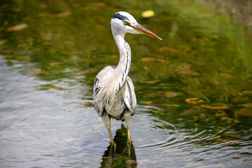 Egrets in the park