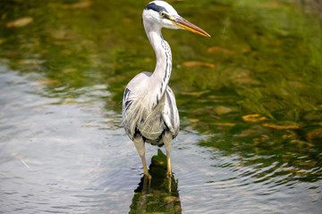 Egrets in the park