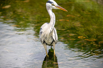 Egrets in the park
