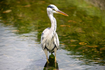 Egrets in the park