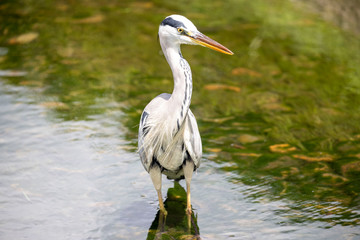 Egrets in the park
