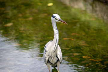 Egrets in the park