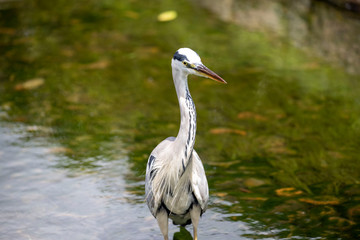 Egrets in the park