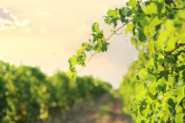Obraz premium View of vineyard rows with fresh grapes on sunny day