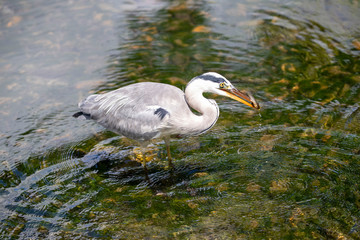Egret is hunting