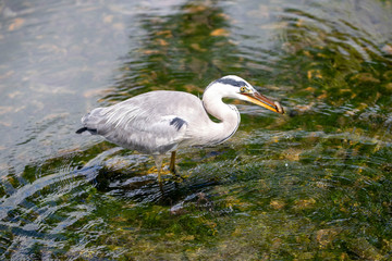 Egret is hunting