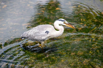 Egret is hunting