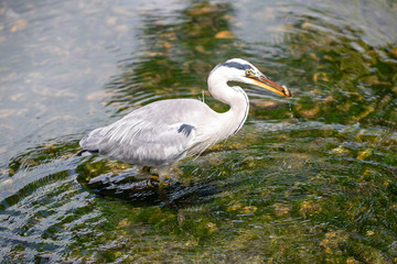 Egret is hunting