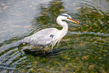 Egret is hunting