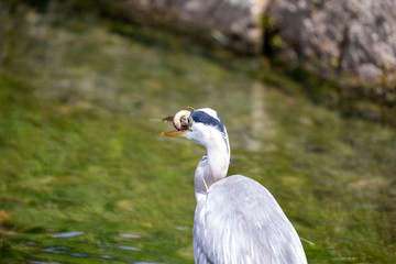 Egret is hunting