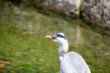 Egret is hunting