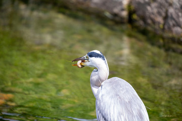 Egret is hunting