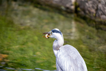Egret is hunting