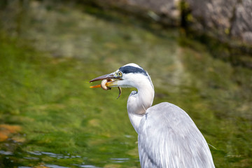 Egret is hunting