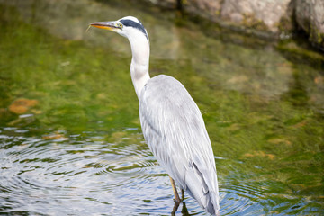 Egrets in the park